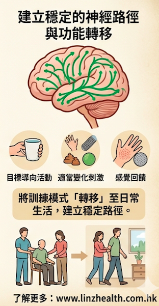 大腦調整與重組的能力- neuroplasticity 神經可塑性